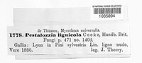 Image of Pestalotia lignicola